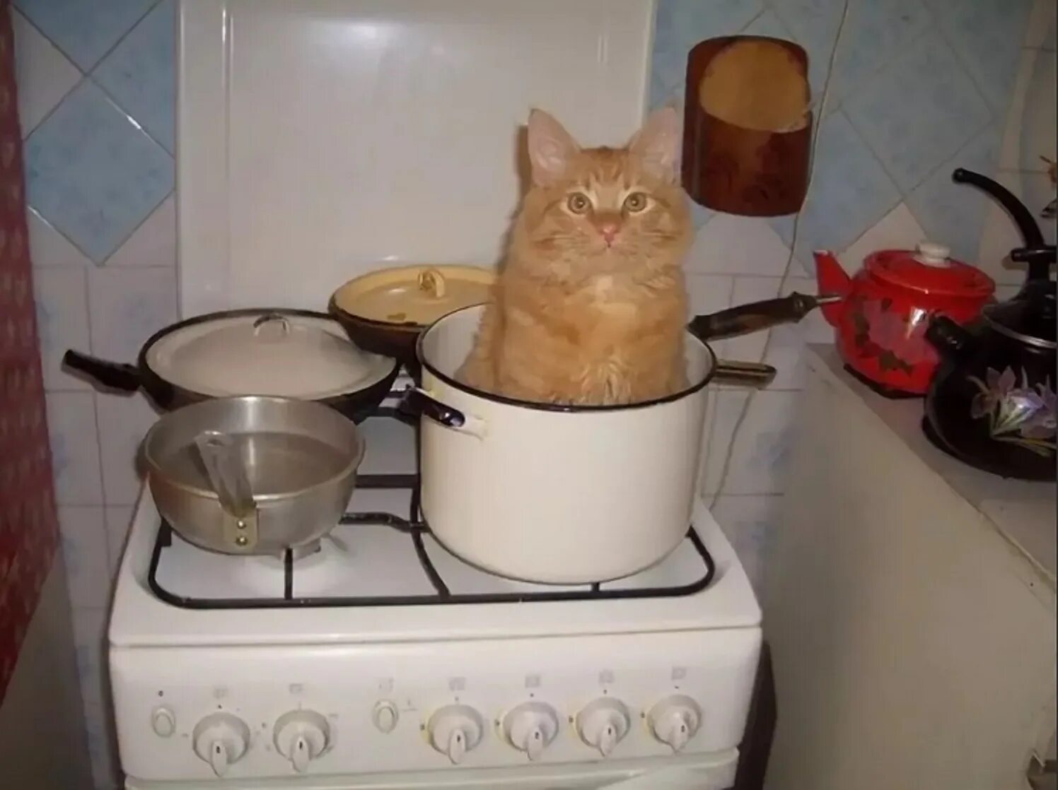 Кот в кастрюле. Суп с котом. Кастрюля с котами. Кастрюля с кошечками. 3 кота готовим