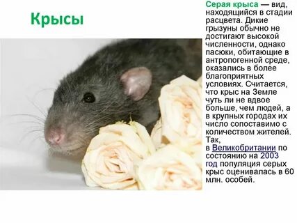 Серам имя
