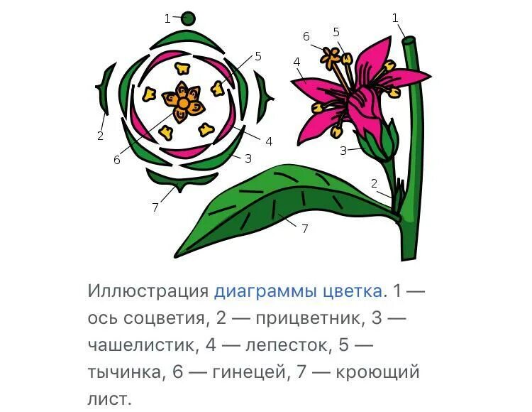 Как составить формулу цветка. Формула цветка тюльпана. формула цветка обозначения. формула цветка колокольчика. формула цветка розы.