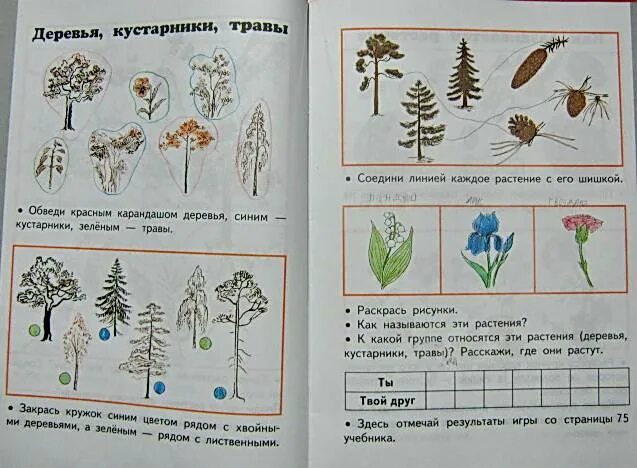 Рассмотри рисунки растений. Задания по окружающему миру растения. Деревья кустарники травы задания. Окружающий мир 1 класс задания. Рабочая тетрадь растения.
