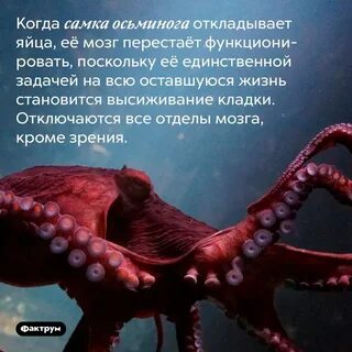 Сколько мозгов у осьминога
