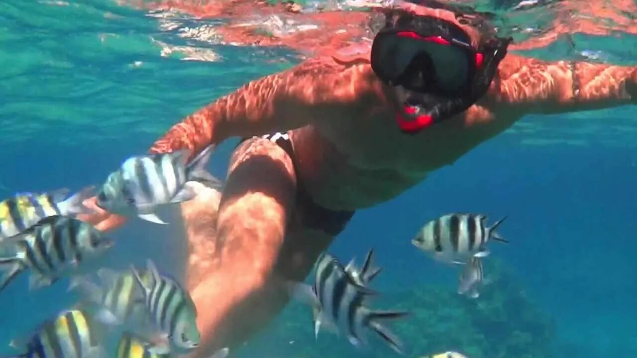 Чайка на море. Отпуск собака на море. Альбатрос севастополь птица. Кормить море. Животные отдыхают на море.