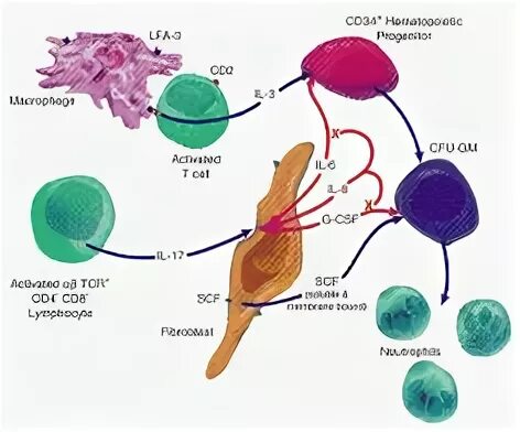 Интерлейкин блокатор. Ингибиторы интерлейкина 17. Интерлейкин блокатор. Интерлейкин 17. Интерлейкин блокатор.