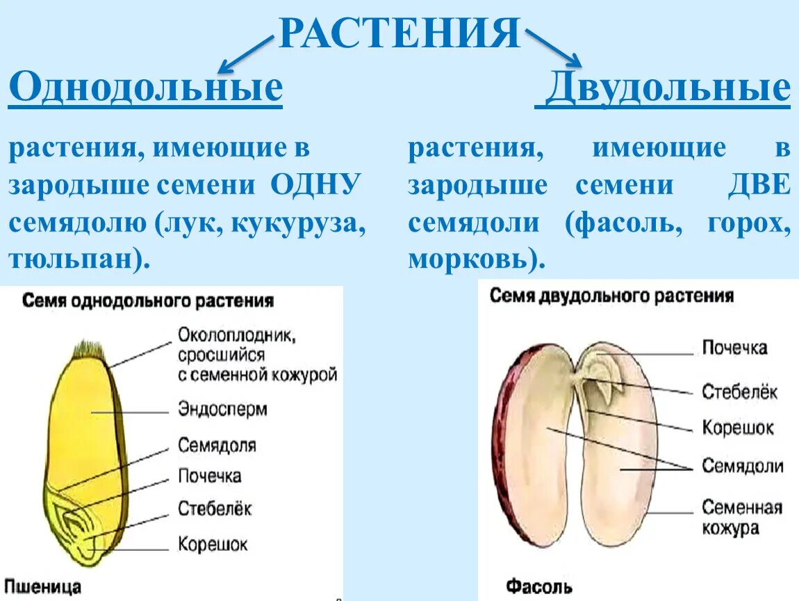 Из чего состоит семя биология. Строение семени однодольных и двудольных. Строение семян однодольных и двудольных растений. Строение семядоли у однодольных растений. Строение семян двудольных растений 6 класс.