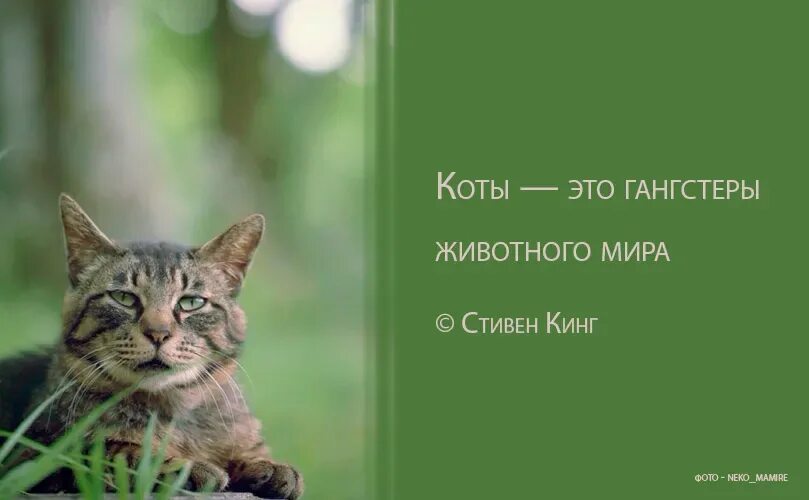 Высказывания о кошках. Афоризмы про кошек. Цитаты про котов. Котики цитаты. Кошки афоризмы