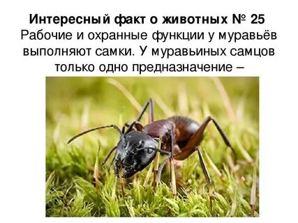 Муравьи интересные факты