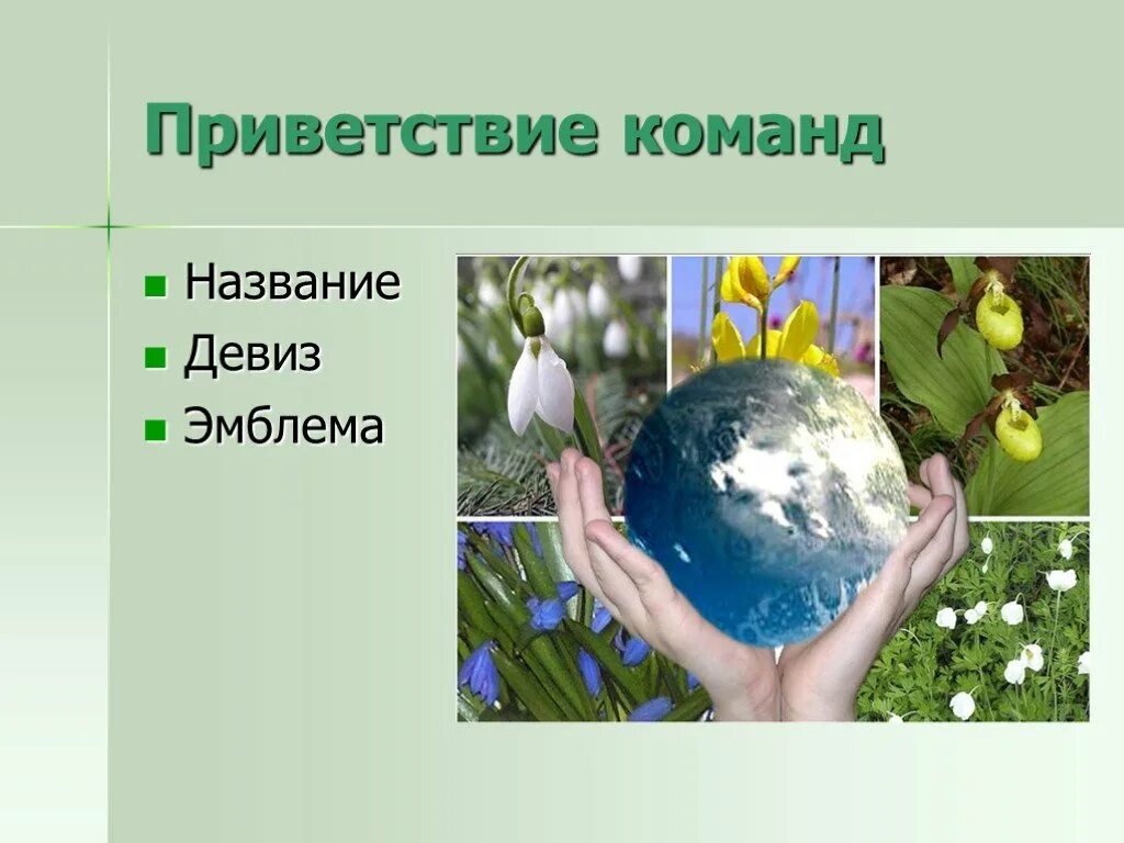 Команда названием цветка. Название экологической команды. Название команды по экологии. Название экологического отряда. Девиз для экологической команды.