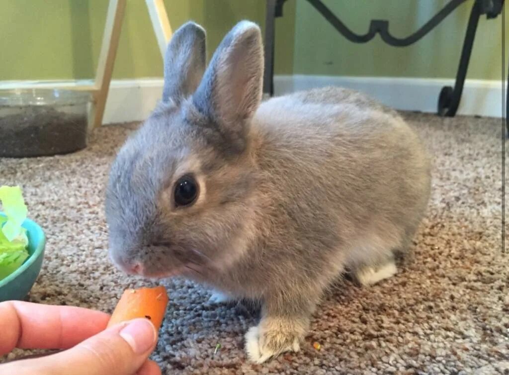 Дрессировка кролика декоративного. Одомашненный заяц. Как приручить кролика. Как приручить кролика. Норка для кролика своими руками.