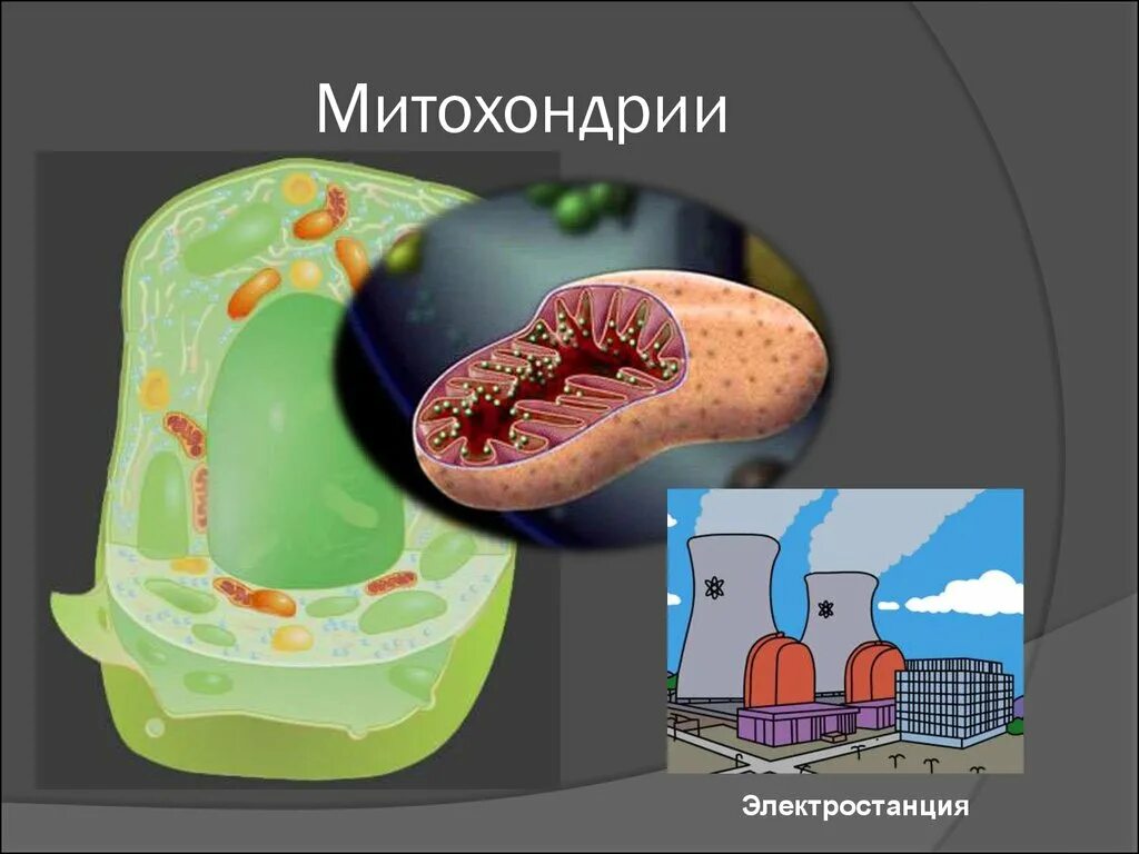 Функции митохондрии в клетке. Митохондрии строение и функции. Митохондрии в клетке. 1) митохондрия. Митохондрии что это.