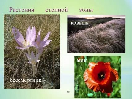 Растения степи красная книга