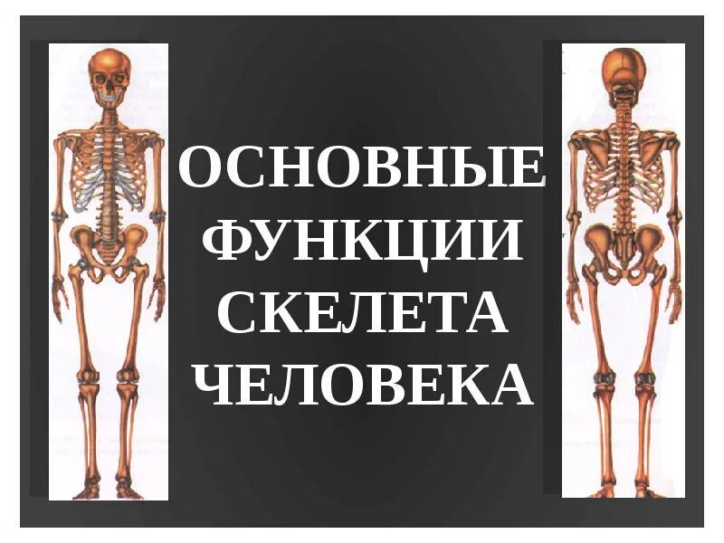 Функции скелета человека механическая. Функции скелета человека. Скелет человека функции скелета. Биологические функции скелета человека. Скелет человека и его основные функции.