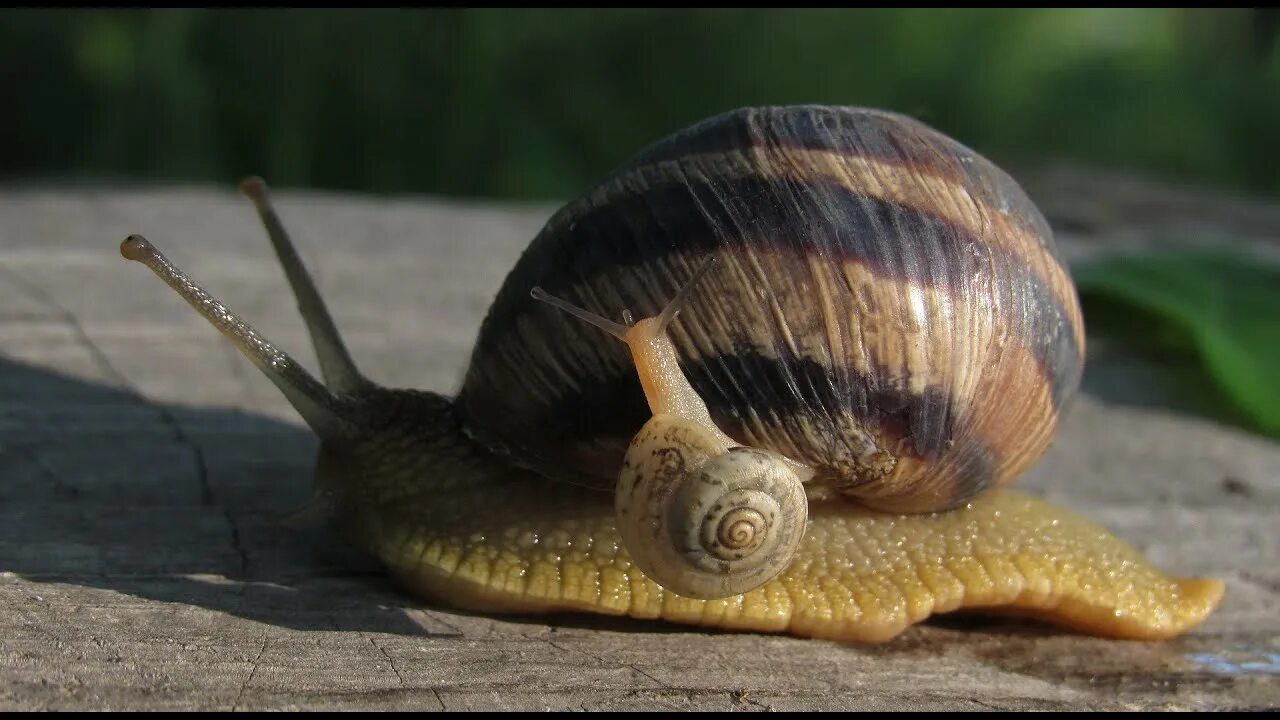 Класс брюхоногие виноградная улитка. Улитка helix pomatia. Улитка лесная цепея. Улитка какое семейство. Виноградная улитка класс.