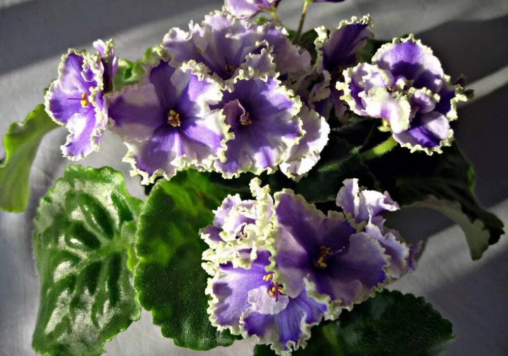 Фиалка антарктика. Фиалка наутилус. Фиалка midnight radiation. Ек наутилус фиалка. Фиалка ек наутилус спорт.