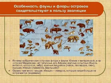 Животный мир признаки