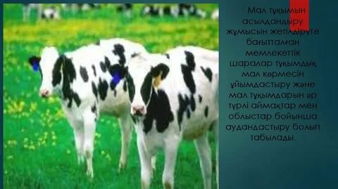 Мен әйелімнің кискасын жалағанды жақсы көремін