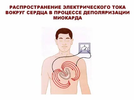 Ток в сердце