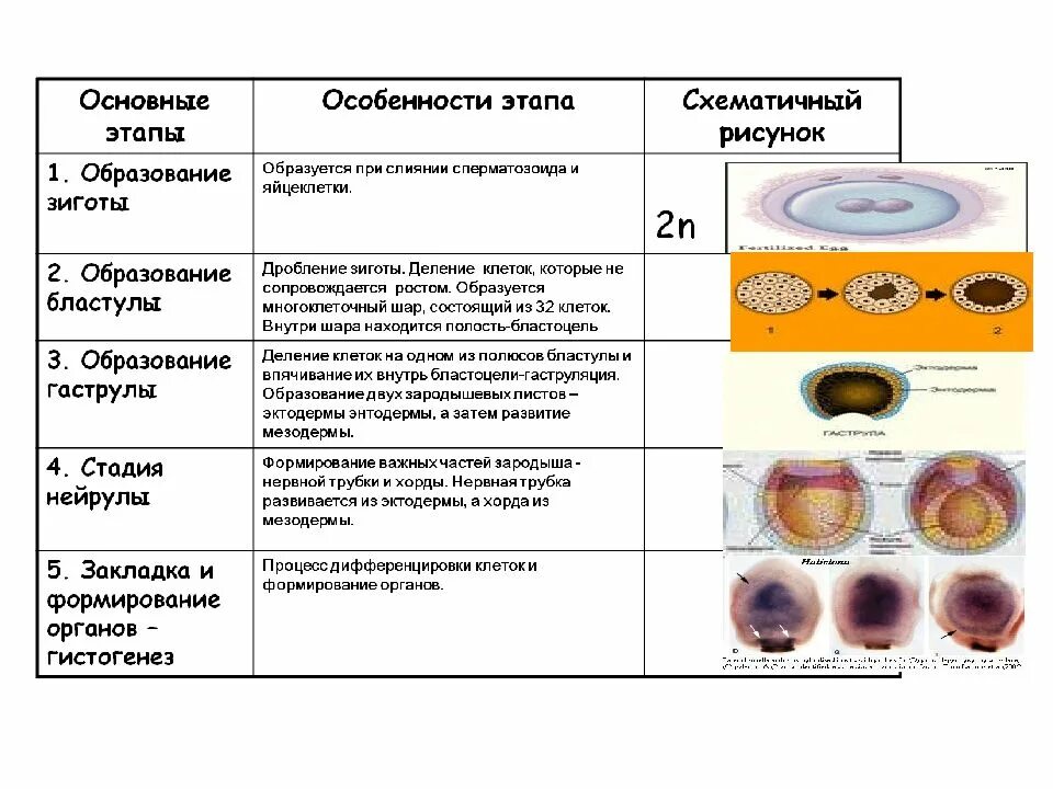 Формирование органов человека. Закладка и формирование органов гистогенез. Закладка и формирование органов гистогенез рисунок. Основные этапы особенности этапа схематичный рисунок. Основные этапы особенности этапа образование зиготы.