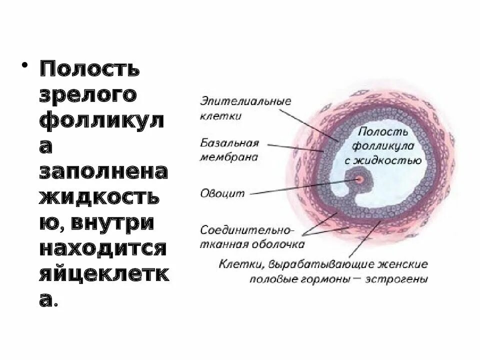 Строение фолликула гистология. Граафов пузырек строение. Строение незрелого фолликула. Строение примордиального фолликула. Находится в фолликуле