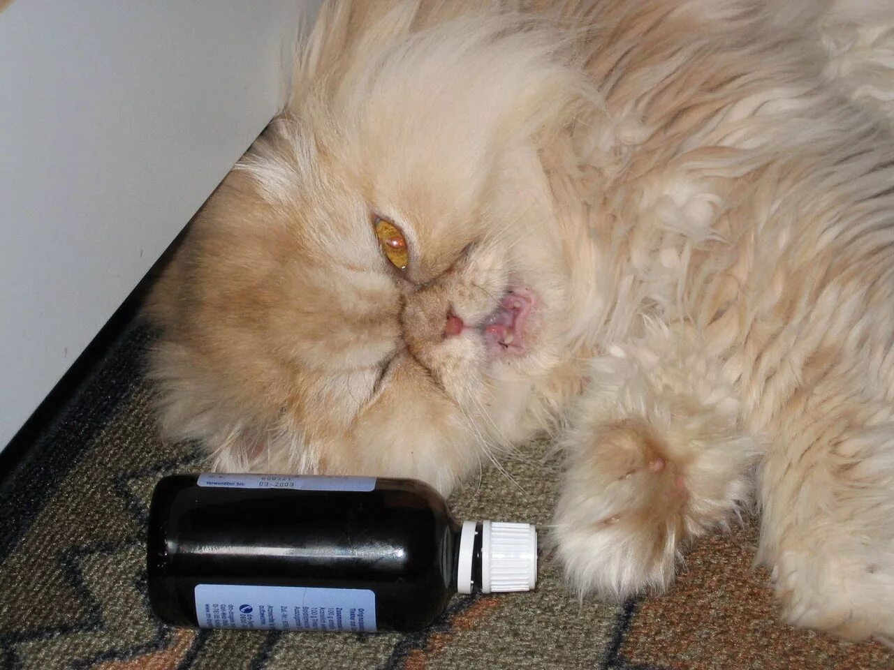 Можно коту таблетку валерьянки. Кот и валерьянка. Кошка нанюхалась валерьянки. Кошка под валерьянкой. Валерьянка для кошек.