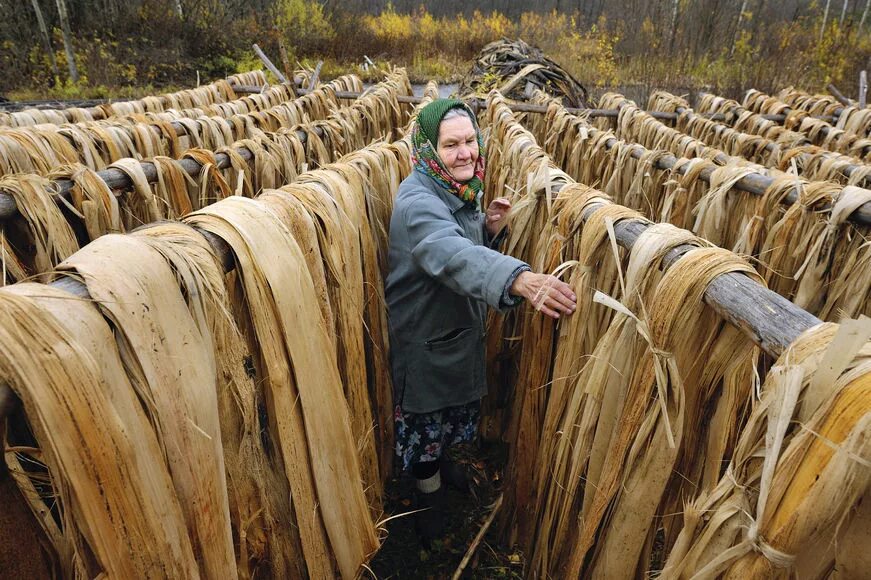 Чумолки что это такое