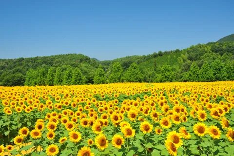 Summer seen