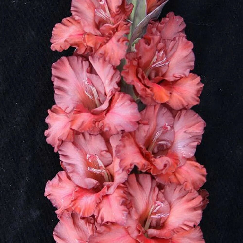 Гладиолус грейхаунд. Сорт гладиолуса огни ангары. Гладиолус донателла. Гладиолусы почтой. Гладиолус кардинал.