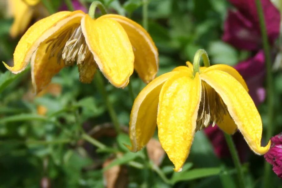 Clematis 'Bill MacKenzie' forms bright-yellow flowers with red anthers. In autum