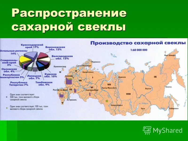 В каком регионе выращивают сахарную свеклу