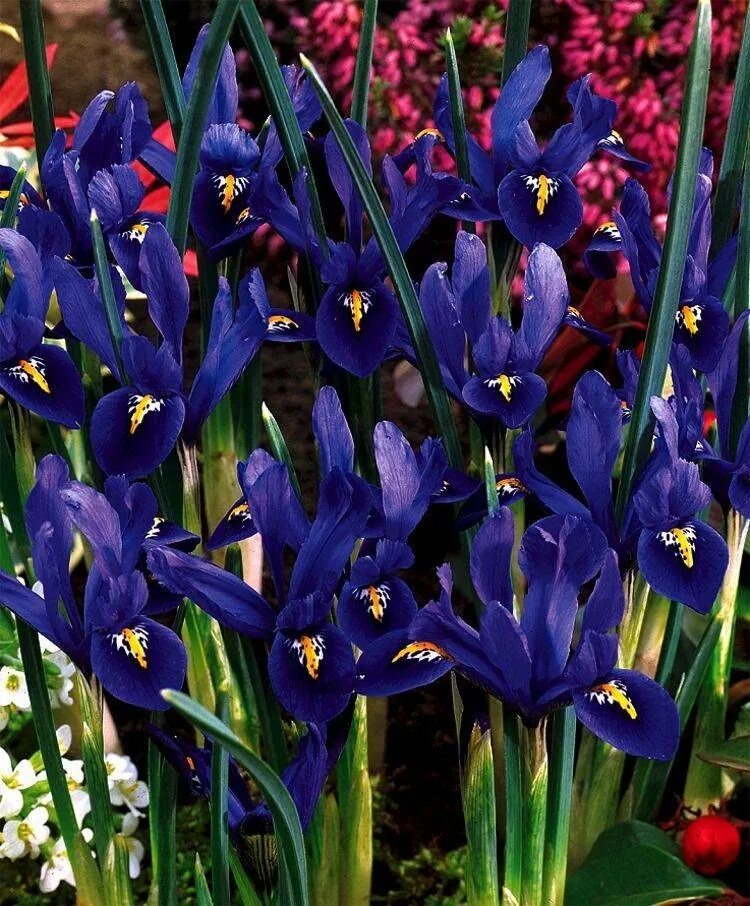 Iris reticulata Harmony. Ирис ретикулята Гармония. Луковичные Ирисовые цветы. Ирисы голландские луковичные.