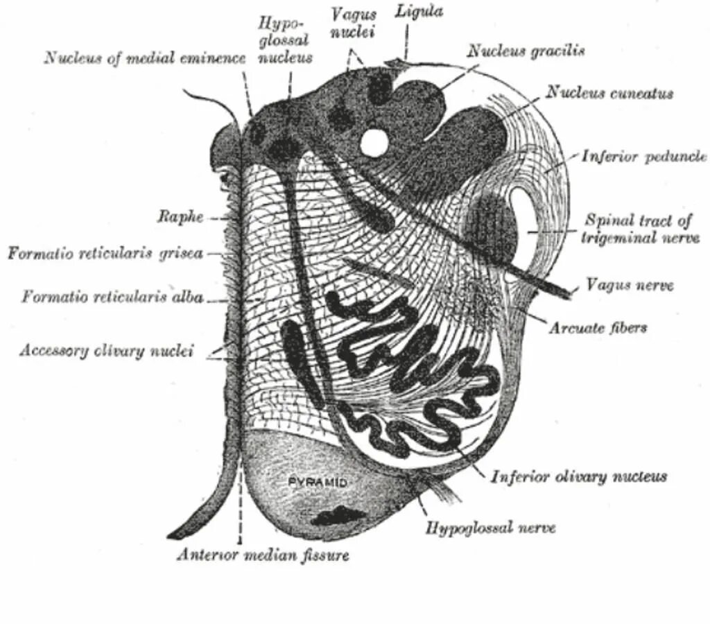 Formatio reticularis. Raphe nuclei. anterior median fissure. nucleus reticularis. ядра шва.