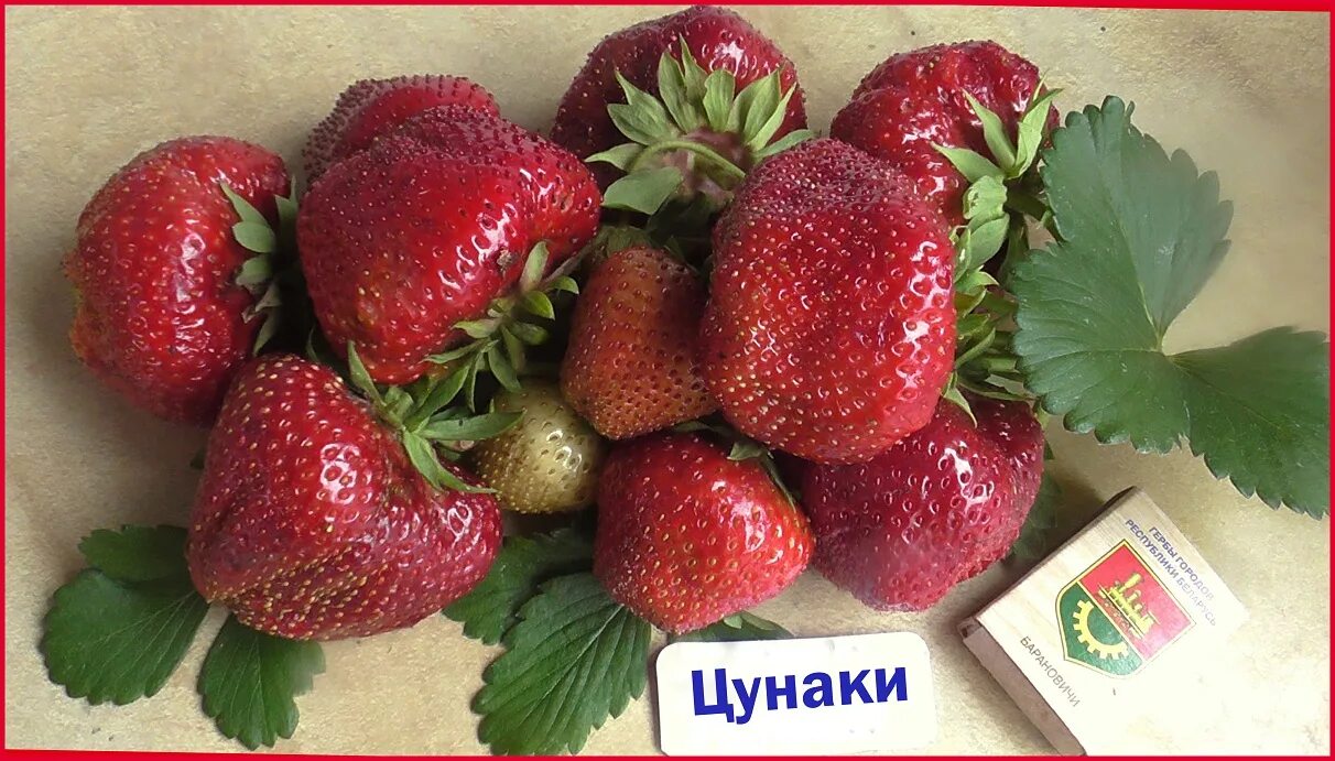 Крупноплодная клубника Цунаки.