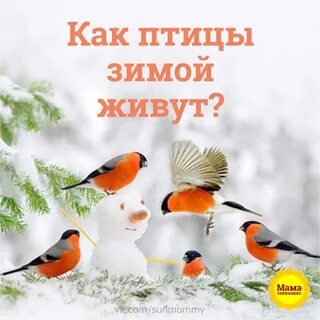 Всю зиму прожила