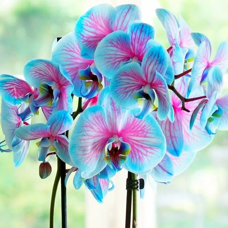 Орхидея фаленопсис. Фаленопсис блэк трезор. Орхидея изабель фаленопсис. Фаленопсис бритни. Фаленопсис (phalaenopsis) – орхидея.