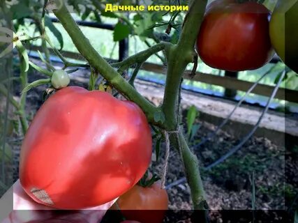 Томат минусинские сердца характеристика