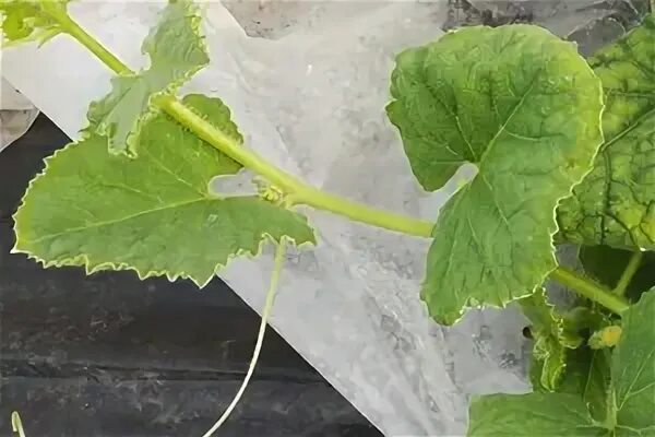 Почему закручиваются листья огурцов
