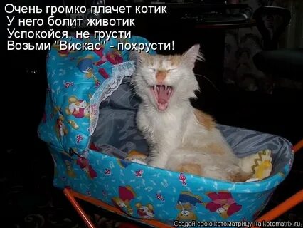 У кота болит живот