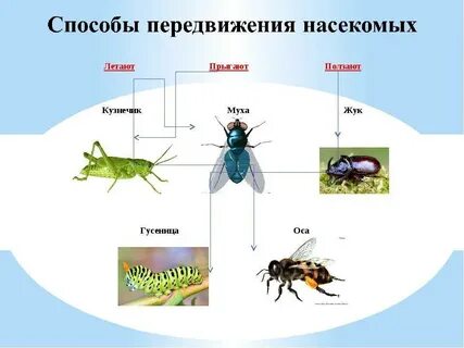 2 группы насекомых