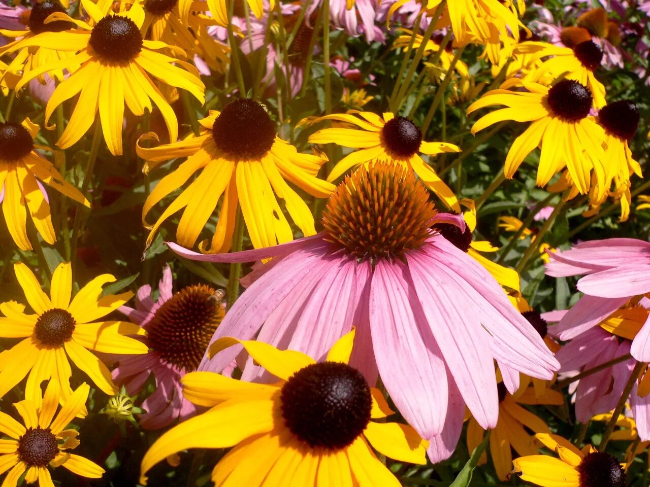 Разноцветные цветы в саду. Несколько растений осенних цветников. Несколько осенних цветников. Хризантема корейская бархатная осень. Несколько растений осенних цветников.