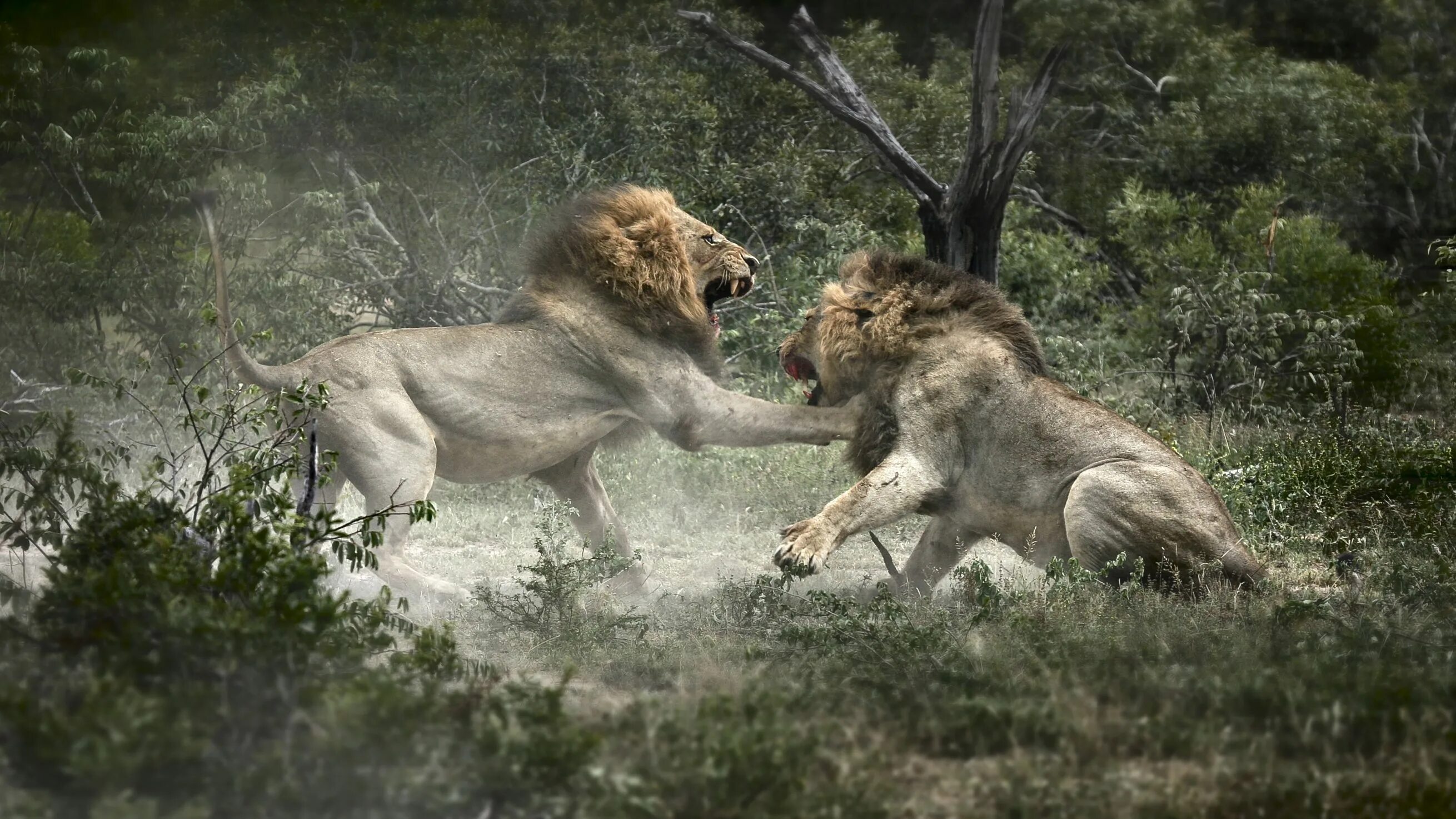 In the jungle lion. Львы Прайд. Прайд Львов в дикой природе. Саванна охота Львов.