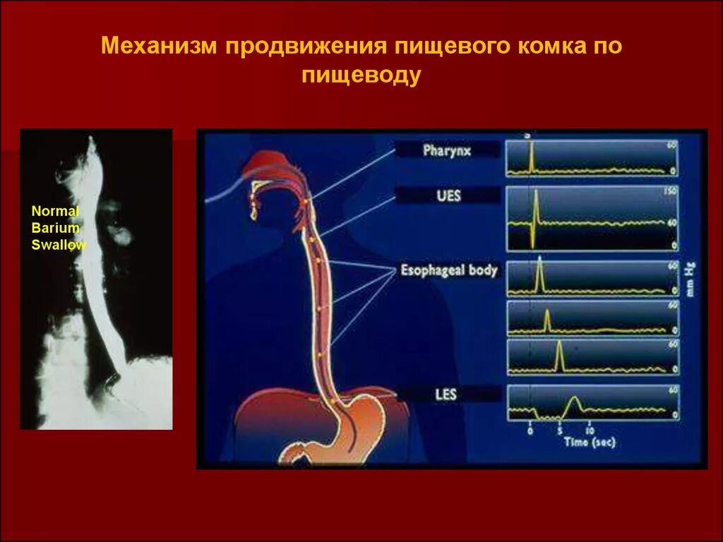 Пищевод пища время. Продвижение пищи по пищеводу. Механизм продвижения пищевого комка. Продвижение пищевого комка в пищеводе. Путь продвижения пищевого комка.