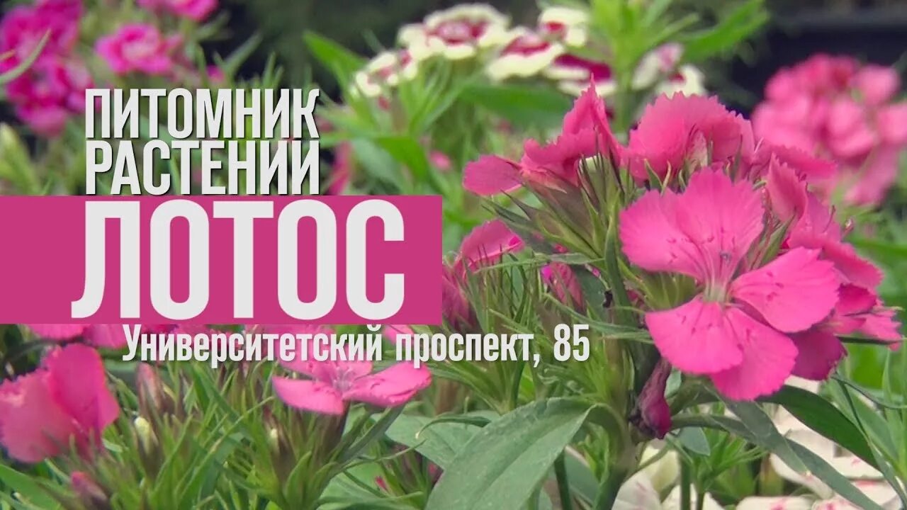 Питомник лотос волгоград каталог. Питомник лотос волгоград каталог. Питомник лотос волгоград каталог. Питомник лотос средняя ахтуба. Каталог питомника лотос волгограде.
