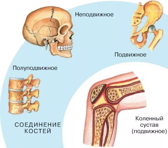 Подвижные полуподвижные и неподвижные кости. Полуподвижное соединение костей строение. Неподвижные полуподвижные и подвижные соединения костей. Типы соединения костей подвижные. Подвижное соединение костей сустав.