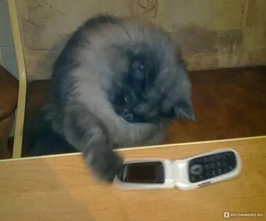 3 кота килограмм