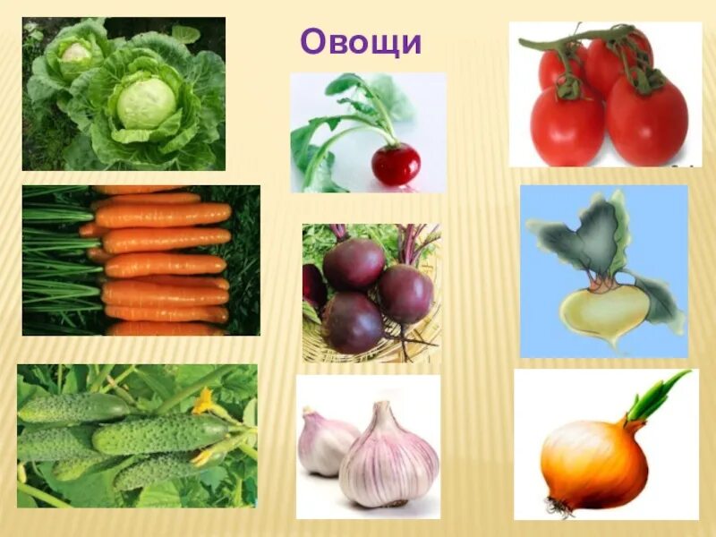 Урок тема овощи. Овощи окружающий мир. овощи труд взрослых в подготовительной. овощи труд взрослых на полях и огородах подготовительная группа. занятия людей осенью презентация.