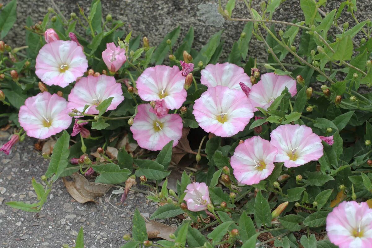 Березка полевая. Вьюнок полевой. Вьюнок полевой (Convolvulus arvensis). Вьюнок полевой (convōlvulusarvēnsis). Вьюнок полевой Березка.