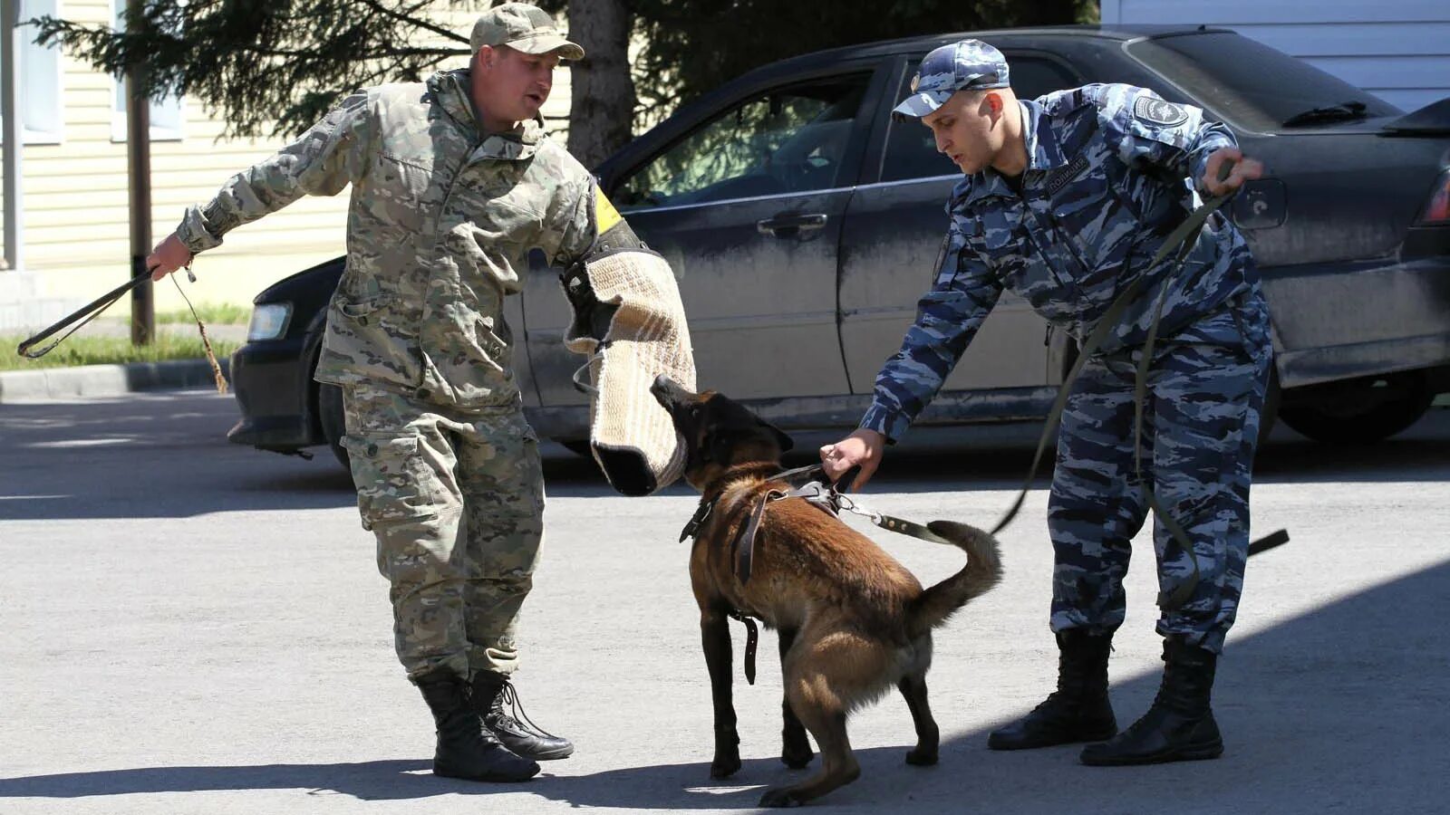 Кинолог высшее. 21 Июня отмечается день кинологических подразделений МВД России,. 21 Июня Кинологическая служба России. День кинологических подразделений МВД РФ (день кинолога). С днем кинолога.