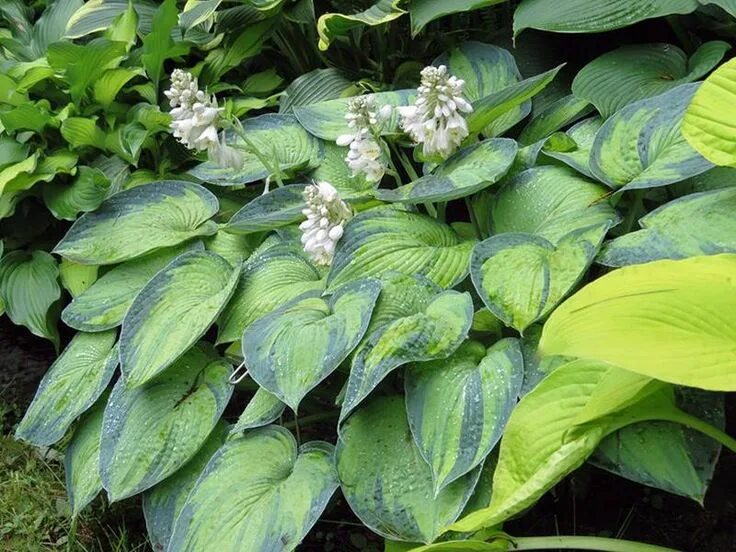Hosta Paul's Glory, Variegated Plantain lily, Plantain Lily 'Paul's Glory', Shad