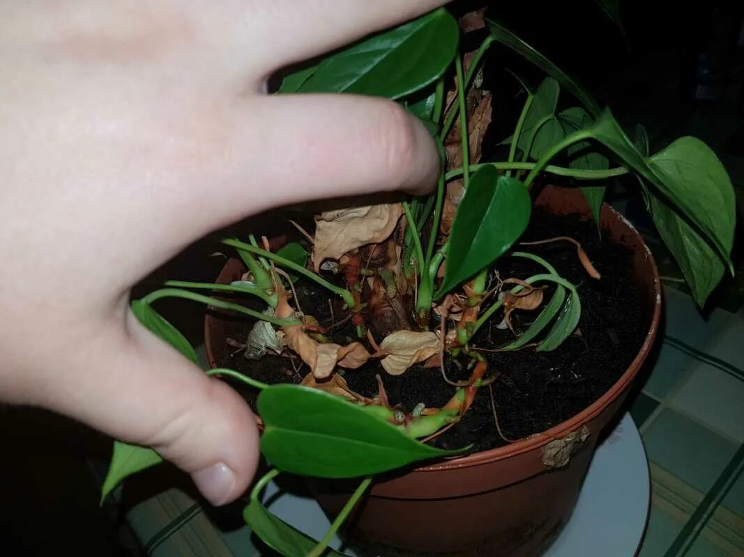 Как омолодить антуриум. Антуриум омолодить. Омоложение антуриума. Антуриум стебель. Антуриум андре воздушные корни.