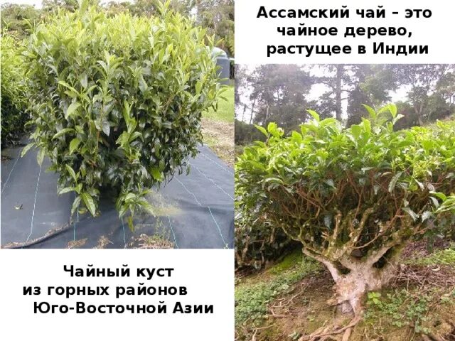 Виды чайных деревьев