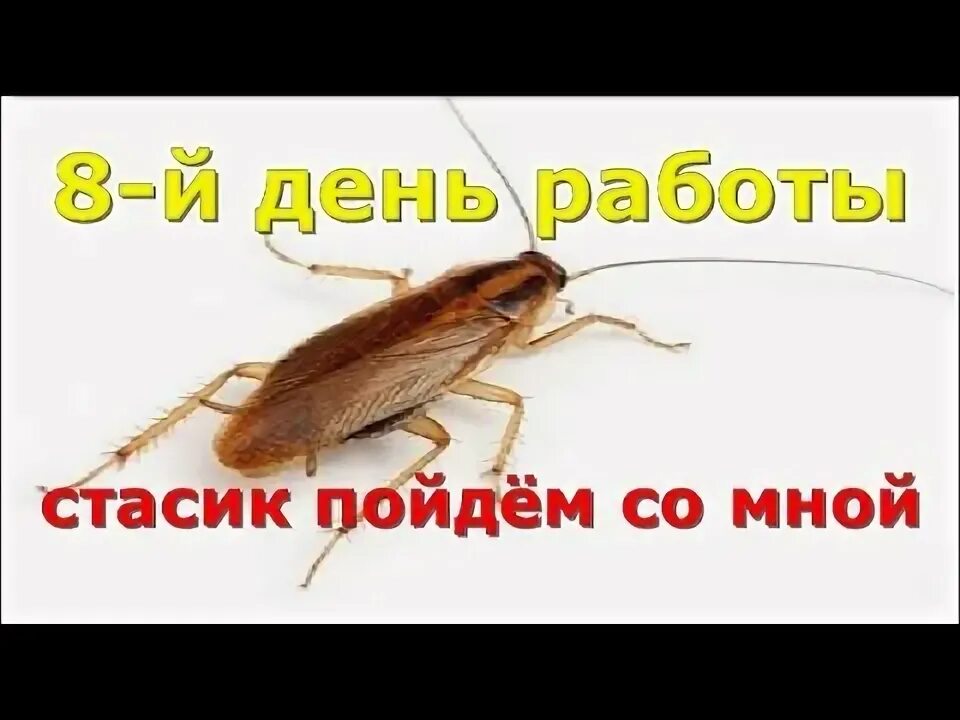 Стасик ест. Стасики тараканы. стасик таракан прикол. таракан стасик фото.